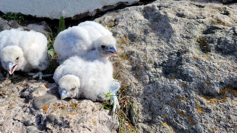 Baby Falcons